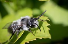 Graue Sandbiene (Andrena cineraria)