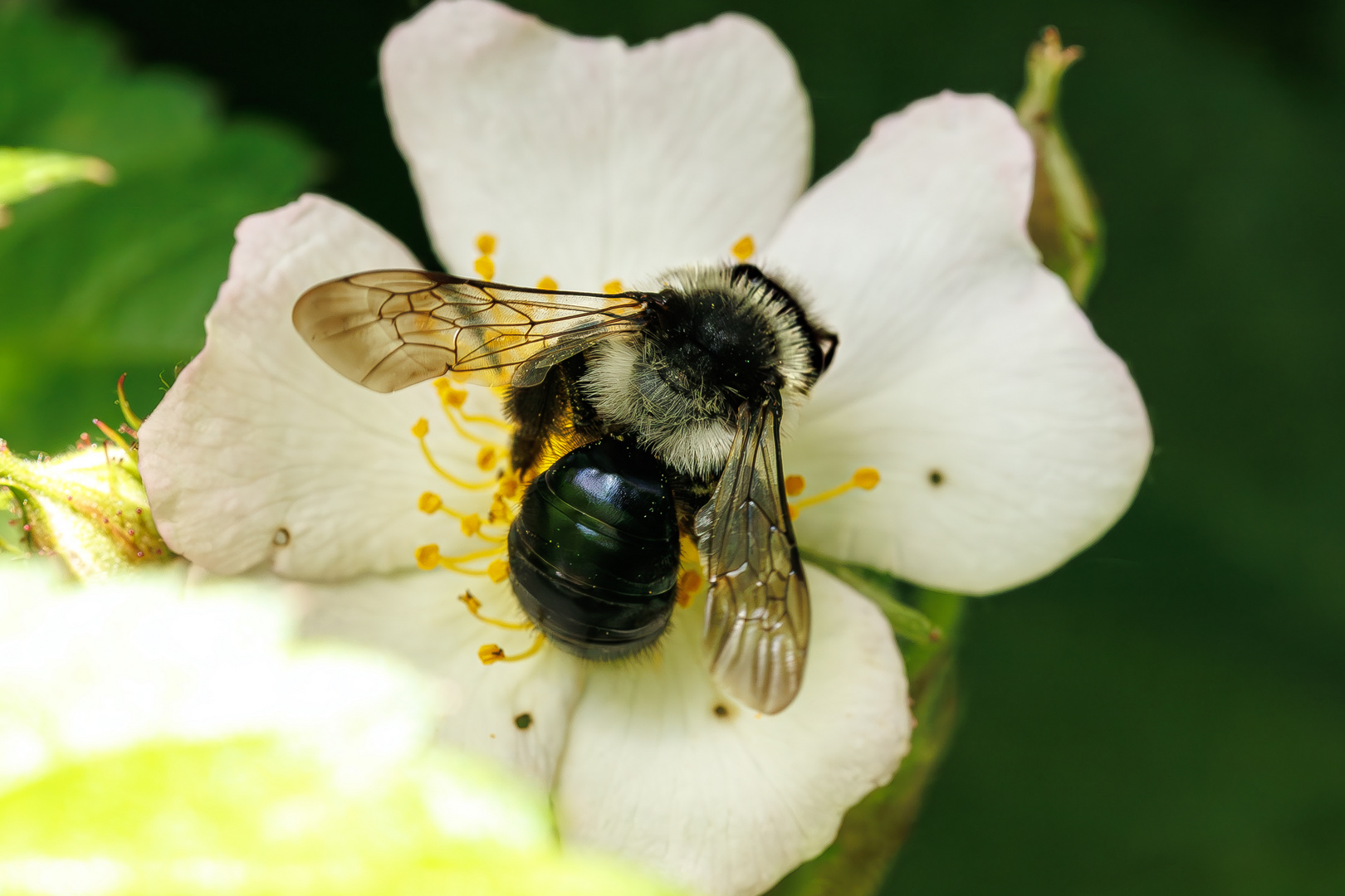 Graue Sandbiene (Andrena cineraria)