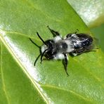 Graue Sandbiene (Andrena cineraria)