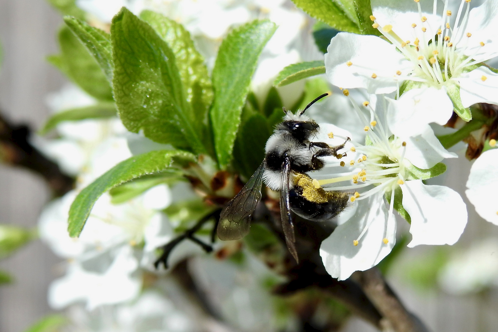 Graue Sandbiene (Andrena cineraria)