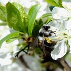 Graue Sandbiene (Andrena cineraria)