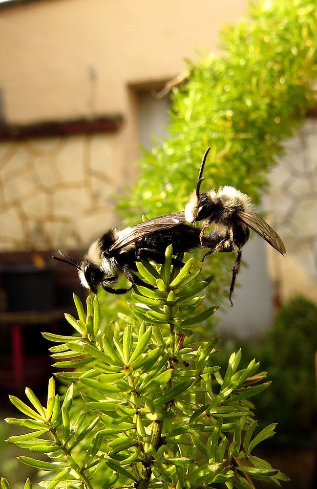  Graue Sandbiene (Andrena cineraria), Paarung