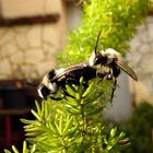  Graue Sandbiene (Andrena cineraria), Paarung