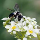 Graue Sandbiene (Andrena cineraria) weibl.