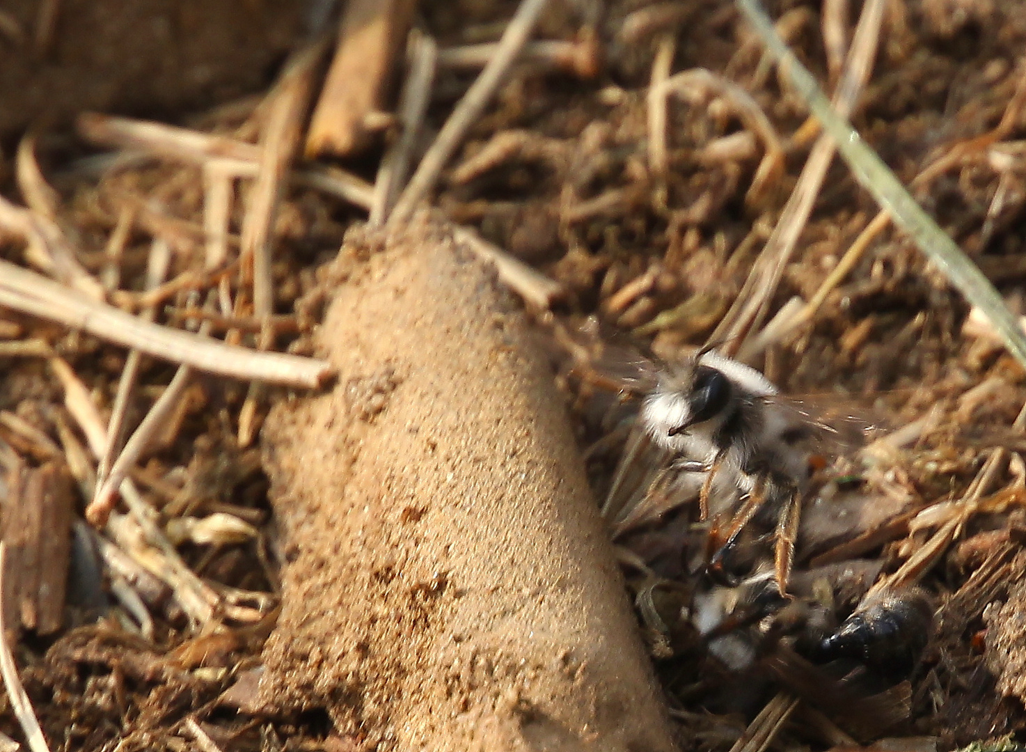 Graue Sandbiene im Flug