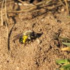 Graue Sandbiene wieder aktiv !