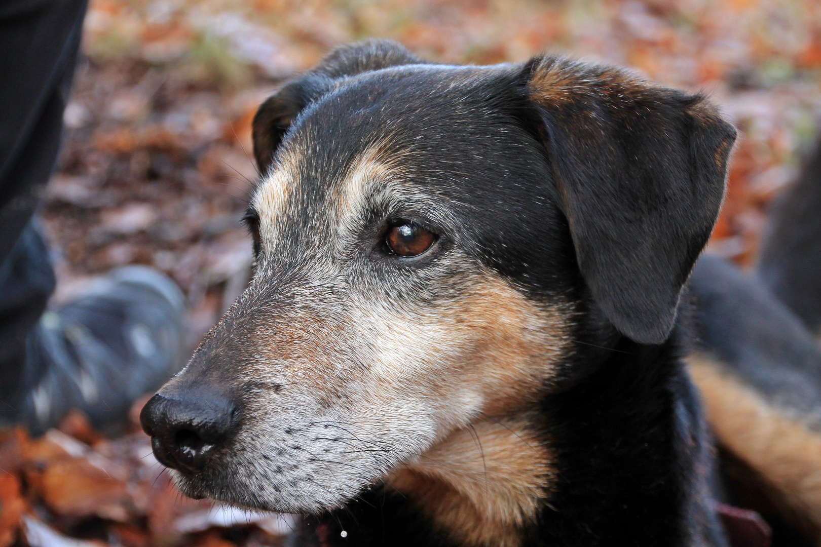 Graue Schnauze