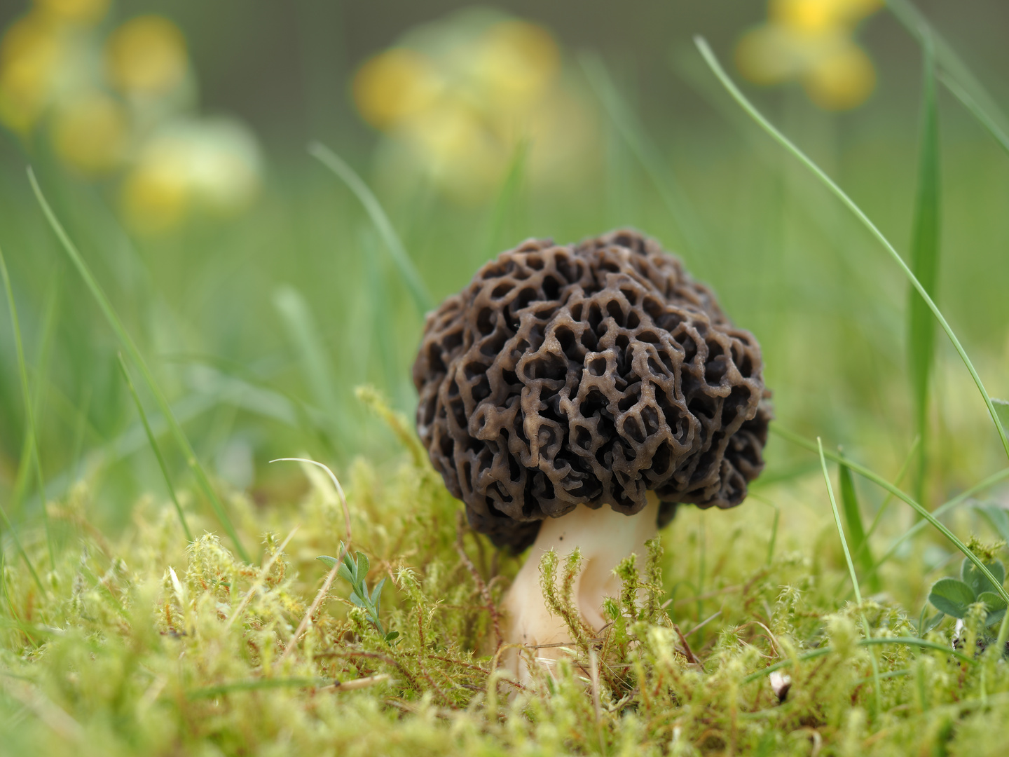 Graue Speisemorchel, Morchella vulgaris