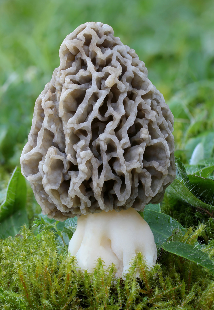 Graue Speisemorchel( Morchella vulgaris)