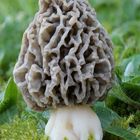 Graue Speisemorchel( Morchella vulgaris)