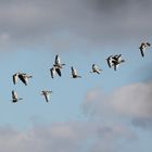 "Graue Stimmung und deren Gänse"