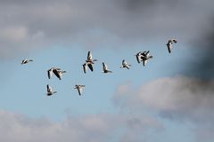 "Graue Stimmung und deren Gänse"