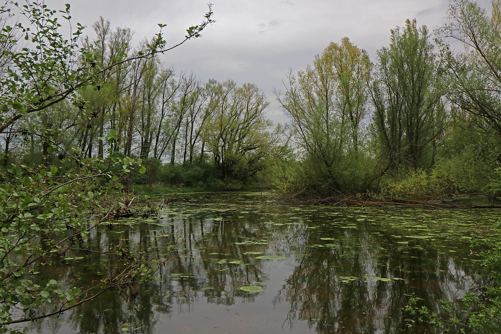 Graue Wolken überm Teich