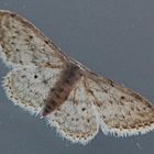 Graue Zwergspanner,Idaea seriata