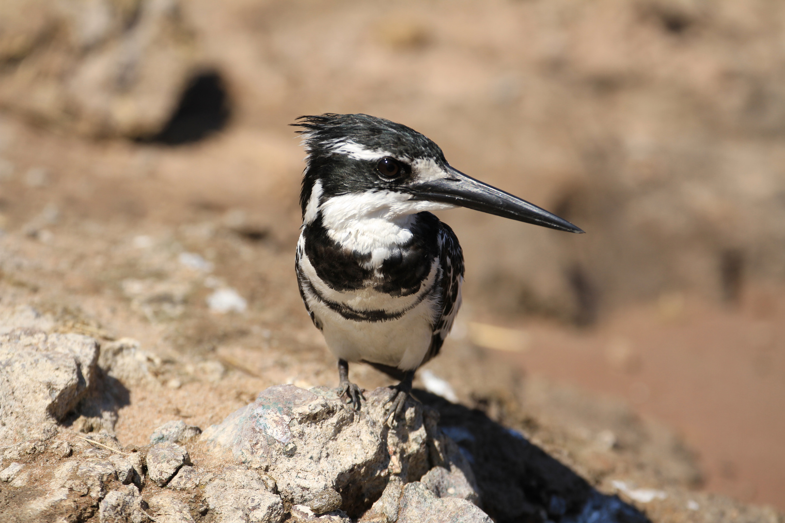 Graueisvogel