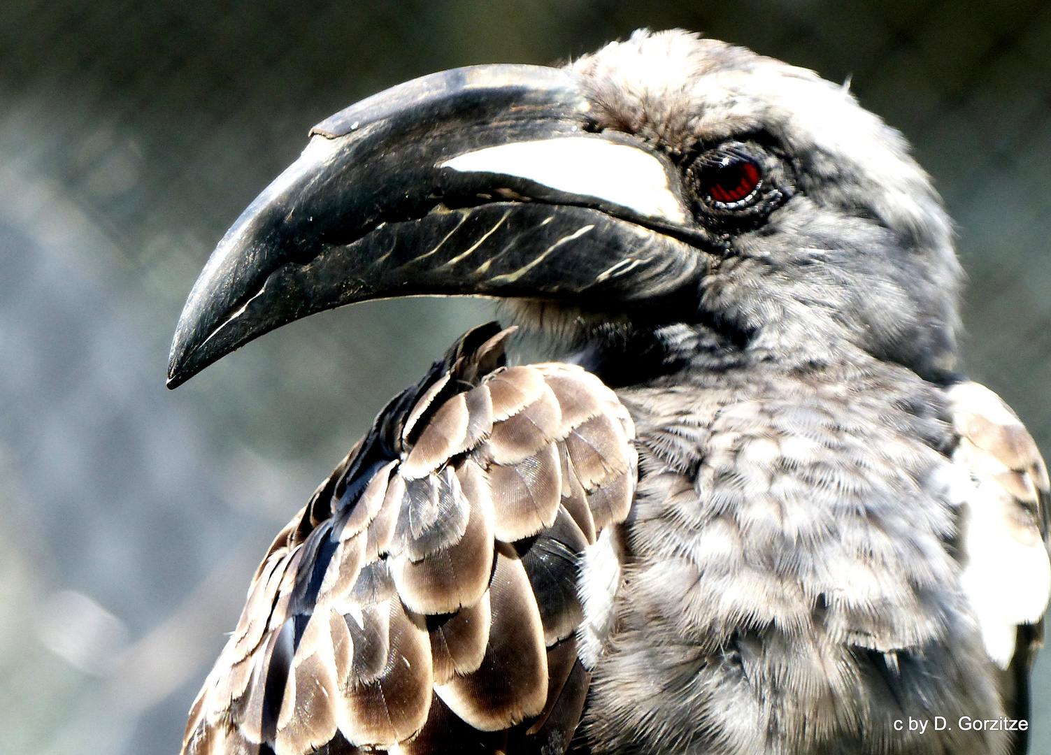 Grauer afrikanischer Nashornvogel !