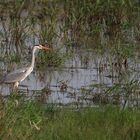 Grauer bei der Jagd