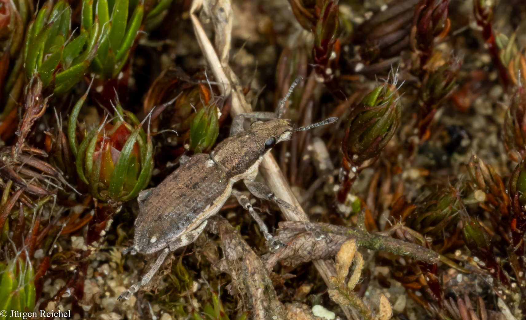 Grauer Blattrandkäfer ( Sitona griseus) 