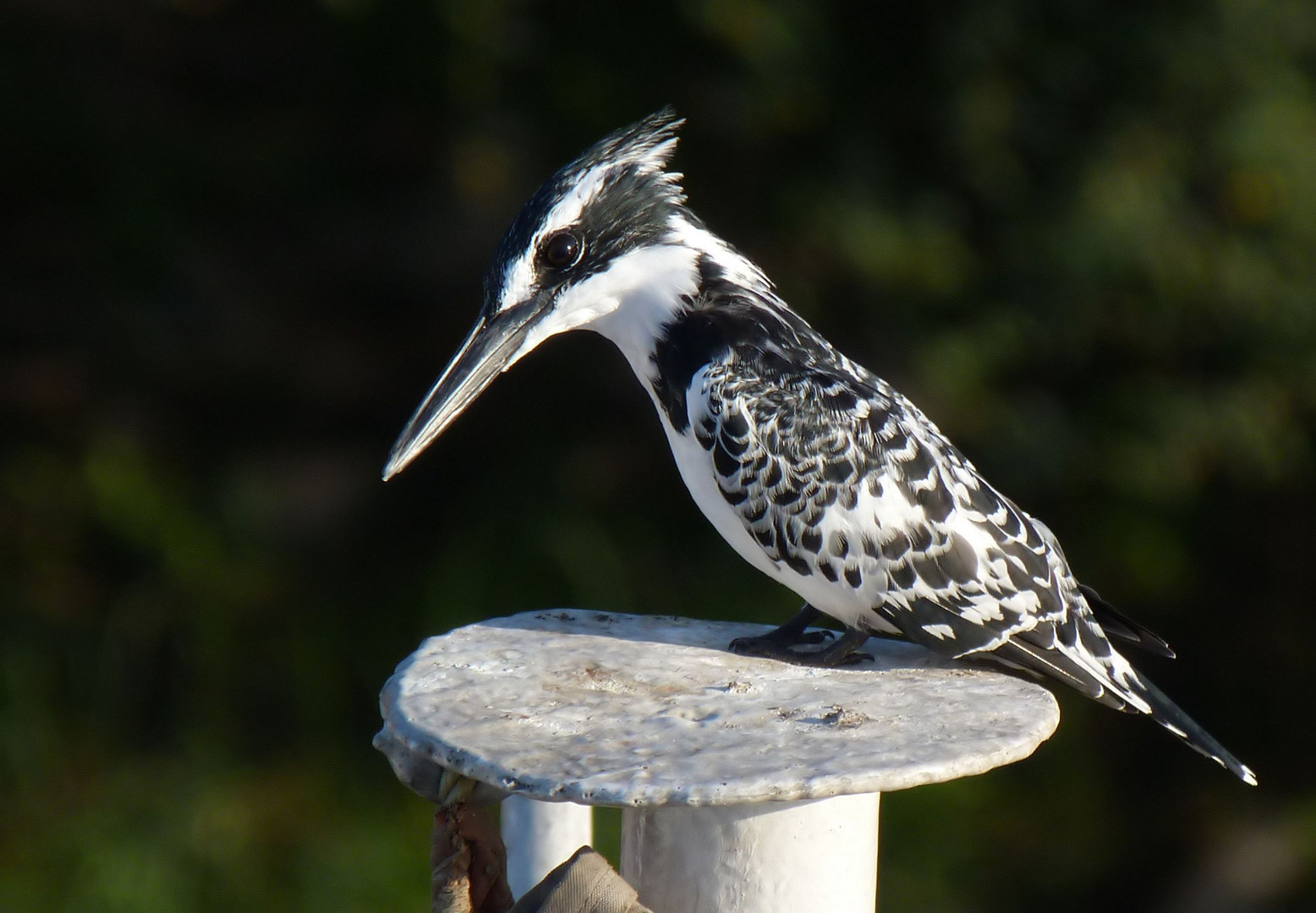 Grauer Eisvogel von Luxor