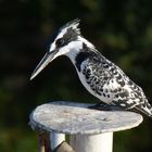 Grauer Eisvogel von Luxor