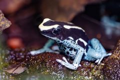 Grauer Färberfrosch