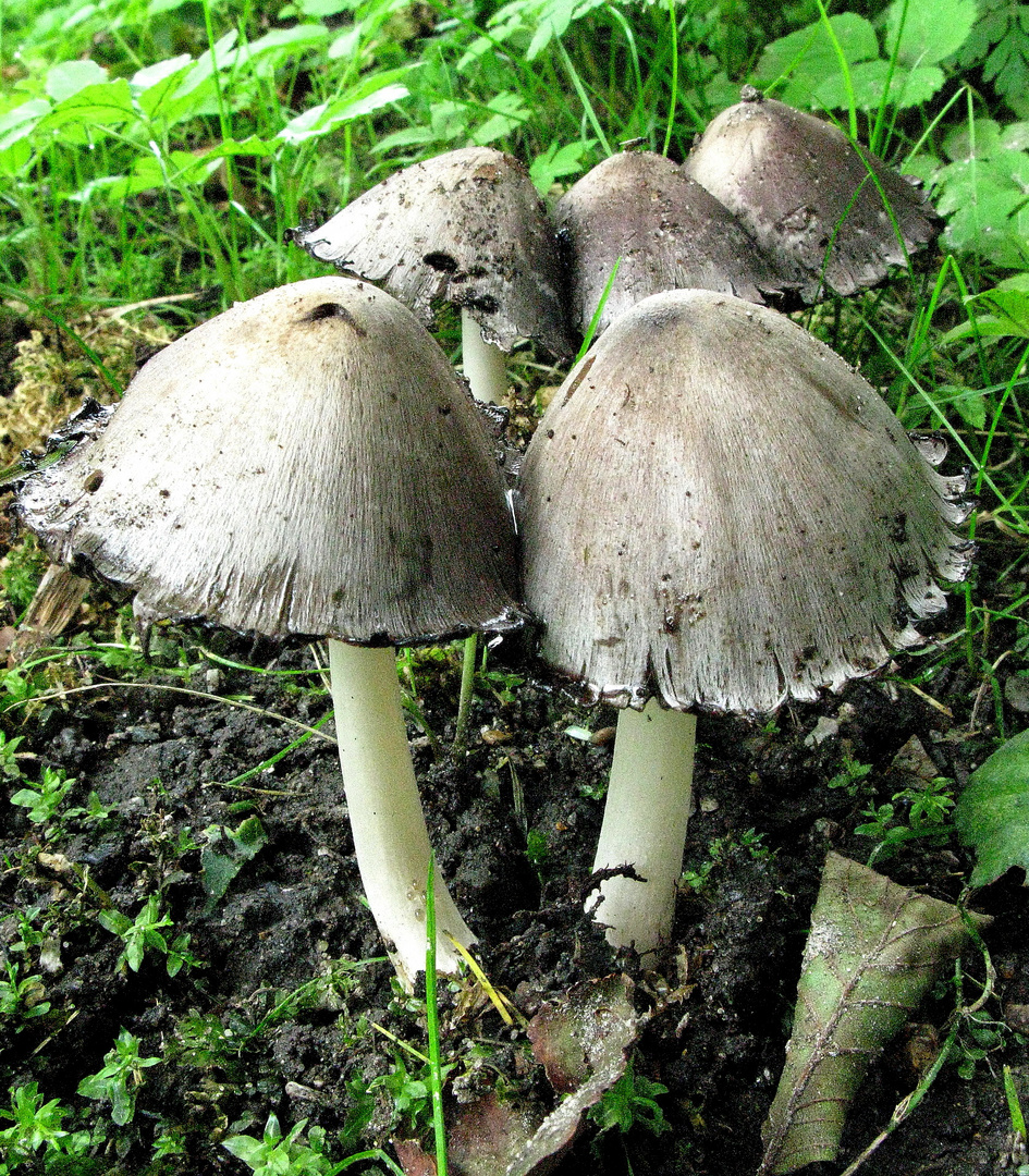 Grauer Falten-Tintling (Coprinus atramentarius)