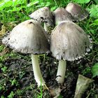 Grauer Falten-Tintling (Coprinus atramentarius)