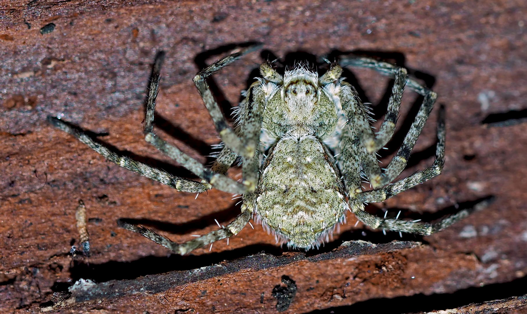 Grauer Flachstrecker (Philodromus margaritatus) * - Dissimulée sous l'écorce d'un arbre...