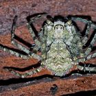 Grauer Flachstrecker (Philodromus margaritatus) * - Dissimulée sous l'écorce d'un arbre...