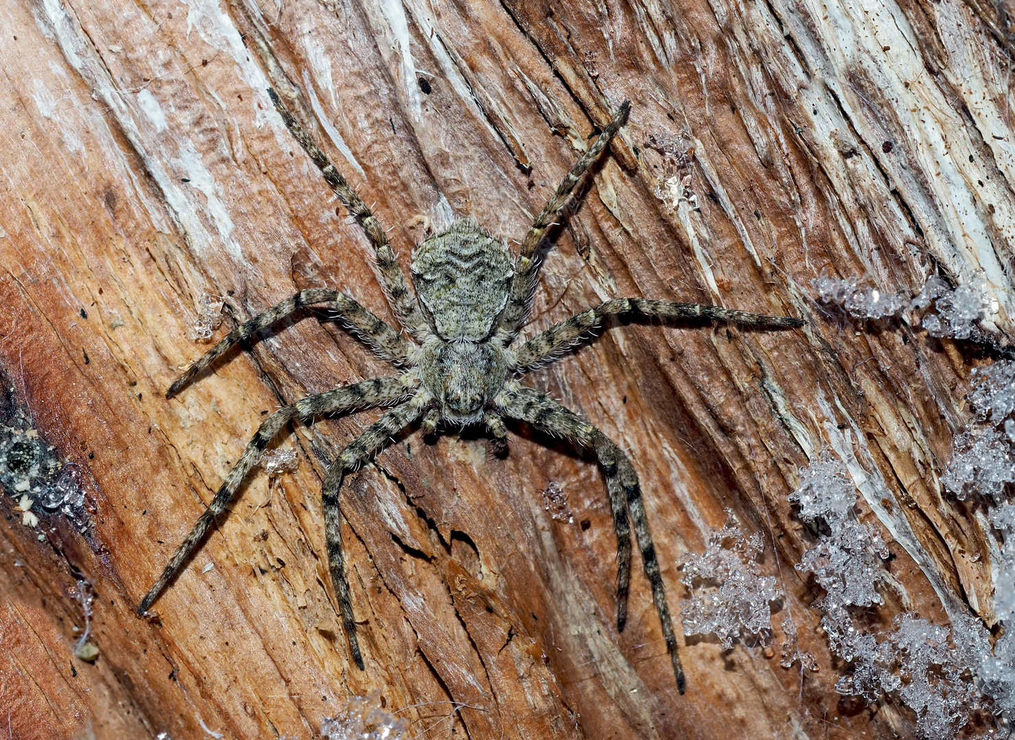 Grauer Flachstrecker (Philodromus margaritatus) - Elle passe l'hiver sous une écorce d'un arbre!