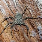 Grauer Flachstrecker (Philodromus margaritatus) - Elle passe l'hiver sous une écorce d'un arbre!