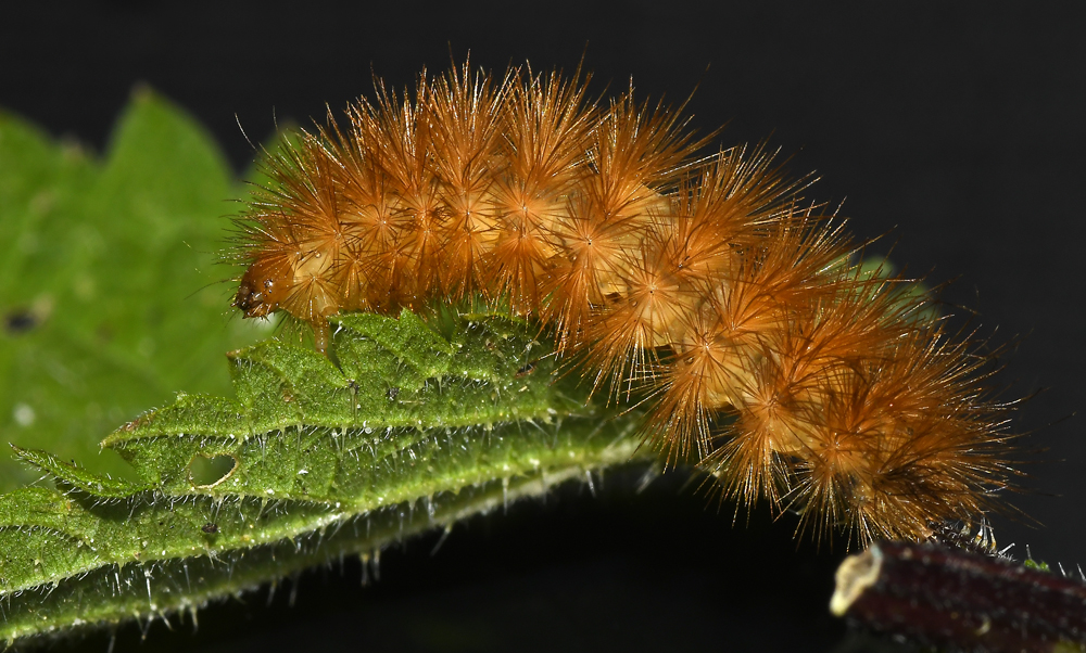 Grauer Fleckenbär Raupe (Diaphora mendica)