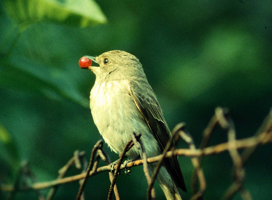 Grauer Fliegenschnäpper