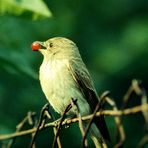 Grauer Fliegenschnäpper