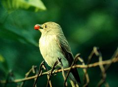 Grauer Fliegenschnäpper