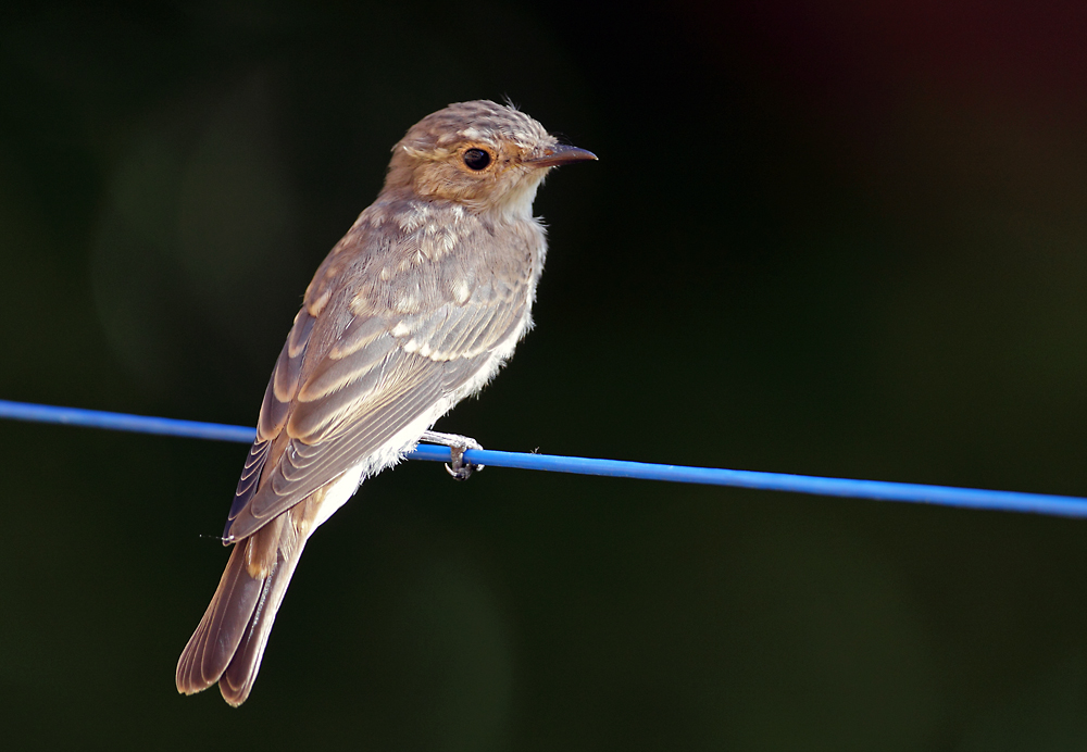 Grauer Fliegenschnäpper Foto & Bild | tiere, wildlife, wild lebende vögel Bilder auf fotocommunity