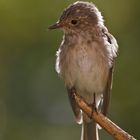 Grauer Fliegenschnäpper 3