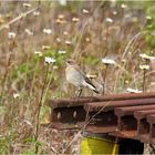 Grauer Fliegenschnäpper ?