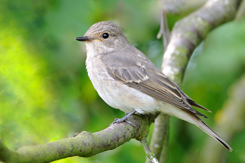 Grauer Fliegenschnapper Foto Bild Tiere Wildlife Wild Lebende Vogel Bilder Auf Fotocommunity