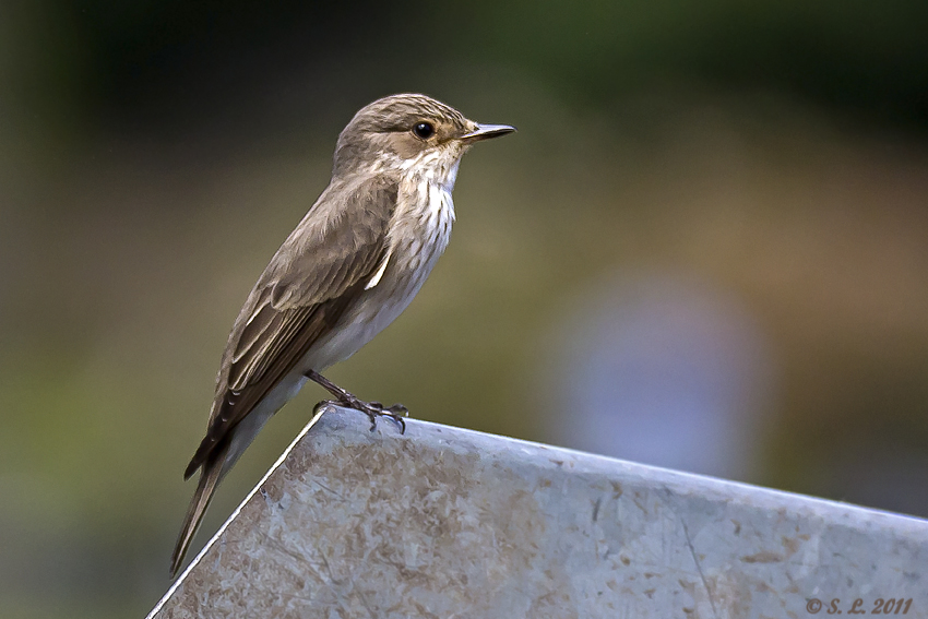 Grauer Fliegenschnäpper