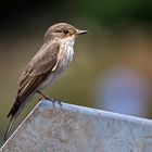 Grauer Fliegenschnäpper