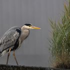 Grauer Freund im Nebel