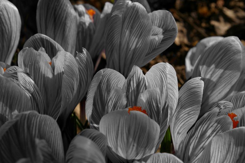 grauer Frühling