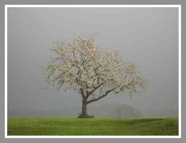 Grauer Frühling