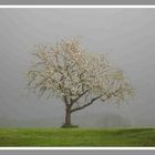 Grauer Frühling