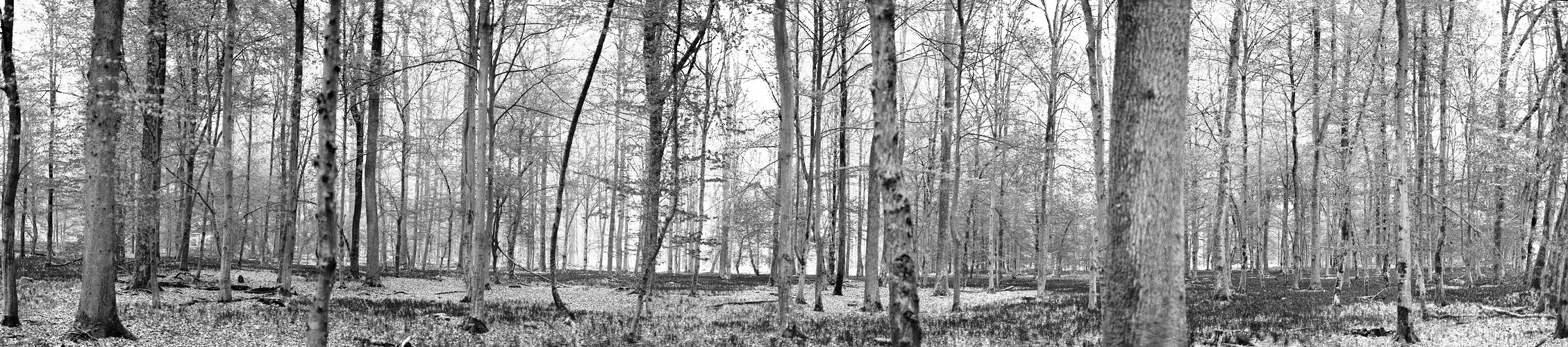 grauer Frühling im Maiwald