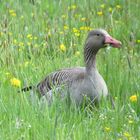 Grauer Gans in Frühlingslandschaft