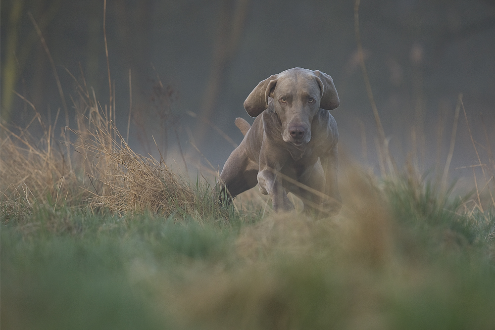 Grauer Geist im Morgennebel