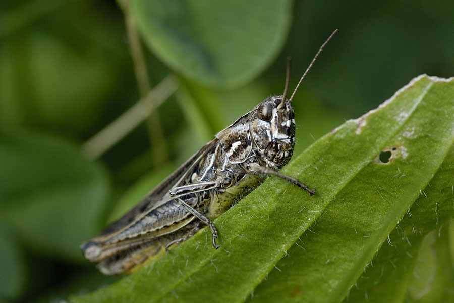 Grauer Grashüpfer