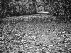 ... grauer herbst